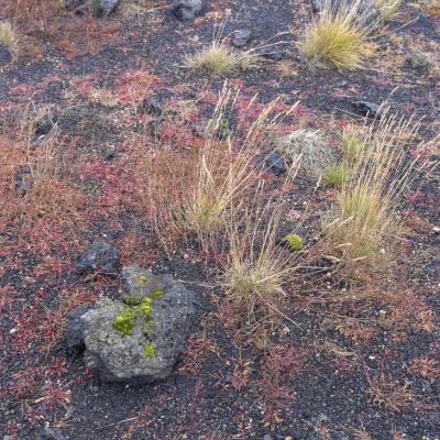 Islande 1102