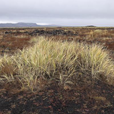 Islande 1105