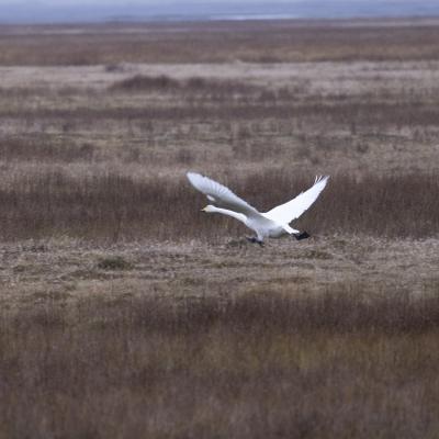 Islande 396