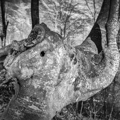 21032021 Iramendy0035