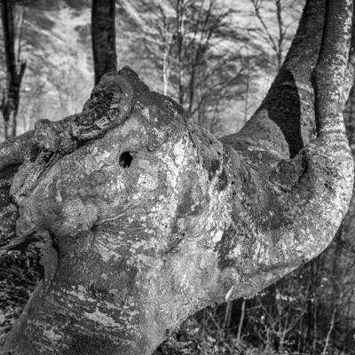 21032021 Iramendy0036 Modifier