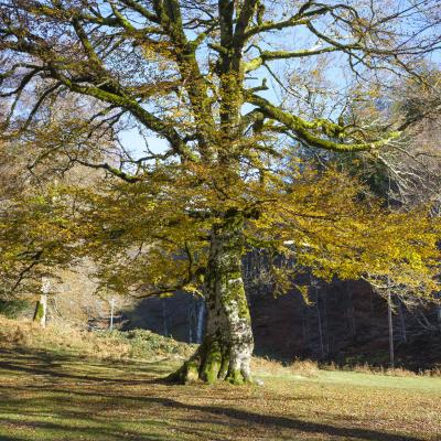 29102020 Randonnees 20201590