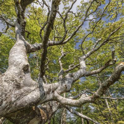 Irau09 Mai 20252c8a1753 2