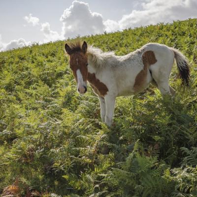 Baigoura25 Juillet 2025r0002181