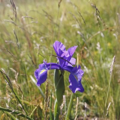 Lac D Ayous27 Juin 20252c8a0637