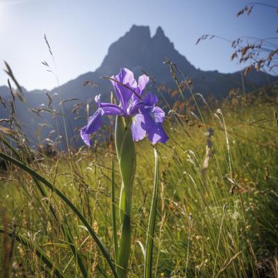 Lac D Ayous27 Juin 20252c8a0649