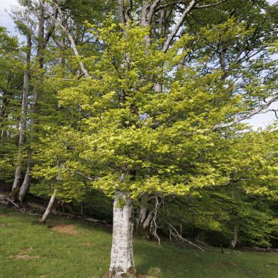 Irau09 Mai 20252c8a1736